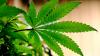 Fetterman joins Senate Dems in push to legalize marijuana. Details