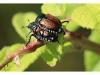 Researchers working to confirm Japanese beetle-killing insect's presence in Nova Scotia