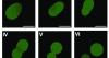 Research Brief: World’s first synthetic cell with a complete life cycle could revolutionize biological engineering