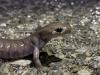 Why a New England town is building tunnels to protect an imperiled salamander