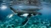 As Australia expands seismic testing, experts warn of profound effects on sealife