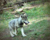 Colorado has another established wolf pack, CPW says