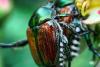 This Shiny Green Beetle Could Be Montana’s Next Big Gardening Nightmare