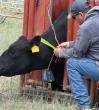 Virtual Fencing Meets Conservation: North Dakota Wildlife Federation Helps Badlands Ranching While Enhancing Wildlife Habitat