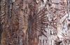 Dutch Elm Disease surveillance starting July 26