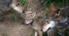 Four litters of North Carolina red wolf pups born in the wild this year