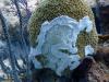 Bahamas Protected Areas Fund Sounds the Alarm on Coral Killing Disease
