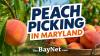 Maryland Peach Picking: How To Plan The Perfect Trip