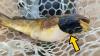 First transmissible cancer found in freshwater fish in Canada-U.S. lake