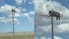 Bear Is Fatally Electrocuted Atop New Mexico Power Pole After Authorities Reportedly Refused to Respond