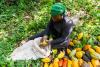 Can Africa’s new cocoa alliance finally capture more of chocolate’s $150bn value?