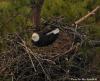 Bald Eagles Near New Hancock County Data Center Raise Questions About Wildlife Protections