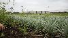 A $1.5 billion data center campus is spreading across more than 1.3 million square feet of Alabama ground, and the globally rare grassland reemerging behind the fence is something scientists say barely exists anymore