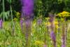 Celebrate the Bloom returns for 13th year