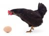 Why Cal-Maine Foods Stock Just Cracked