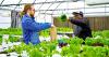 Research in ETAMU's greenhouses seeks solutions for urban agriculture