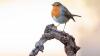 Gardeners urged to add key item to birdbaths to attract robins
