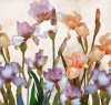Ellis Co. Master Gardeners annual Iris Day Saturday in Hays Downtown Pavilion