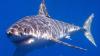Beachgoers can help shark research by reporting strandings along North Carolina coast