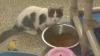 Cat shelter overwhelmed with surge in cat intake in Michigan City