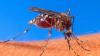Detroit area county gets summer's first positive West Nile virus sample