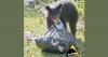 Bear activity prompts renewed call to secure trash across Northern Nevada