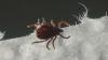 UNH awarded $8M grant to study ticks