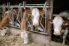 Milk Industry Crisis Continues to Worsen