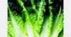 Consumer shifts anticipated in lettuce category