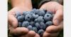 Oregon Blueberry introduces four new cultivars
