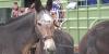 Mission Mules heads to help West Virginia after flooding, tornadoes
