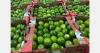 Crisis in global lime supply, prices at record highs and Italian demand slowing down
