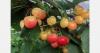 "Good fruit size was one of the positives of the season"