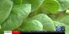 Hartford hydroponic farm says its lettuce is safe as Connecticut cyclosporiasis cases climb to 56