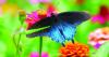 MIDDLE GEORGIA OUTDOORS: 2026 Butterfly Count finds fewer species, fewer butterflies