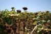 Climate change exacerbating drought across Europe, scientists say