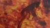 A Plant Hopper Preserved in Jordanian Amber: A Witness to Life 140 Million Years Ago