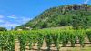 Wines from Mura Region get PDO Status