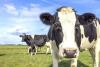 Bird flu eases in Idaho dairy herds
