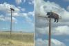 Bear spotted at the top of telephone pole along New Mexico highway