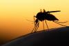 West Nile Virus Case Confirmed in Athens Coastal Municipality