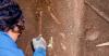 El Salvador Archeology Discovery: 850 B.C. Burial Site and Ancient Crops Found in Antiguo Cuscatlán.
