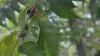Rhode Island DEM ramps up effort to contain spread of invasive spotted lanternflies