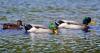 Minnesota may simplify duck hunting to attract new hunters