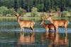 2026 Deer Hunting Conference set for Aug. 15 in Oklahoma City