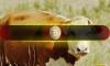 Bitcoin Flashes Rare Bullish Divergence – Déjà Vu for BTC?