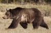 Glacier Grizzly Attack Report Warns Hikers Against Night Travel After Fatal Encounter