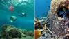 Indonesia tests 3 reef designs to see which one can help coral regrow on its own