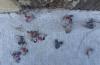Ohio confirms spotted lanternflies 'everywhere,' with Cincinnati sidewalks littered