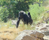 Cheyenne Mountain Zoo celebrates baby gorilla Sully’s first birthday
